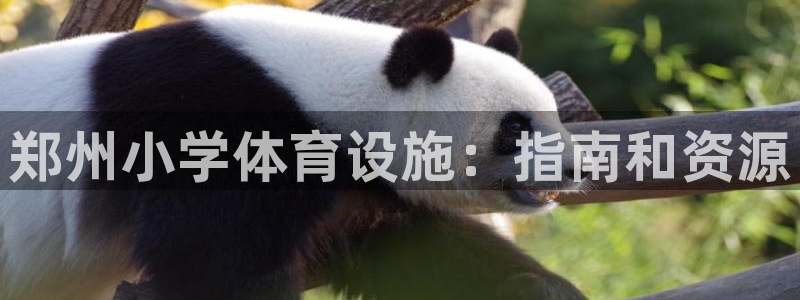 意昂体育3平台注册：郑州小学体育设施：指南和资源